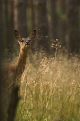 Sarna w naturalnym środowisku nasłuchująca niebazpieczeństwa © Zbigniew