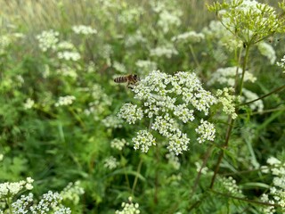 butterfly on a flower