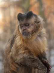 Monkey portrait