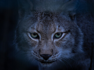 Dark lynx face