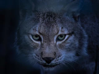 Fotobehang Lynx Dark lynx face  © Jaime