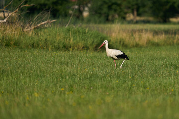 Bocian biały, duży ptak z czerwonym dziobem i długimi czerwonymi nogami