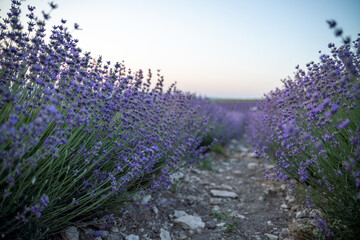 Blooming lavender field. Beautiful purple flowers. Regional organic cultivation.