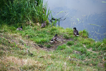 kaczki  © Marcin Łazarczyk