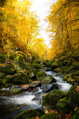 Flusslauf im Herbst im Bayerischen Wald mit buntem Laub