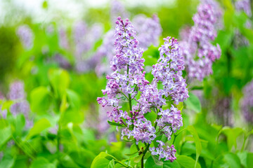 Lilac branch on a spring picturesque blurred background.