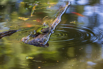 Green frog Common toad - Bufo bufo is on the surface of the pond.