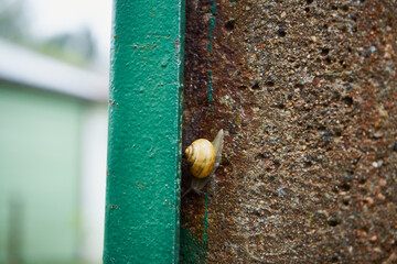 ślimak winniczek, Helix pomatia	