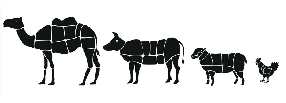 Meat parts of the cow,calf,camel. Eid al adha sacrifice, meat vectors