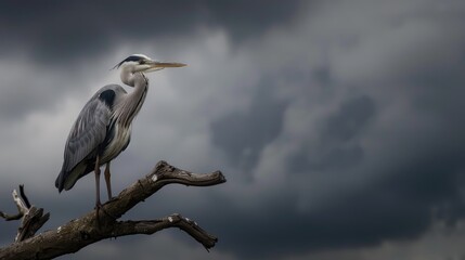 Fototapeta premium Grey Heron Perched on a Branch Beneath Dark Storm Clouds