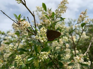 butterfly on a flower