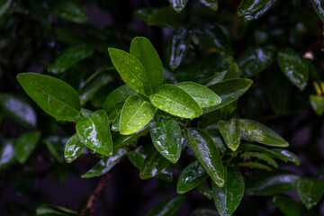 雨に濡れる緑色の葉