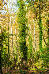 Autumn forest with vibrant leaves symbolizing change, renewal, and the beauty of nature.