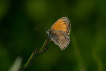 coenonympha-pamphilus-coenonympha-common
