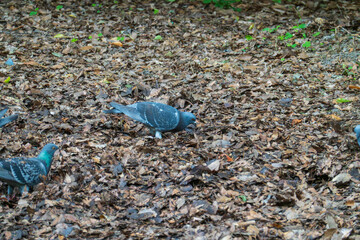 落ち葉の上で戯れる鳩