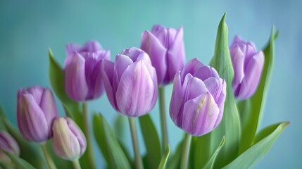 Fototapeta premium Floral arrangement of purple tulips against a soft green backdrop Ideal for celebrating Valentine s Day birthdays Mother s Day and International Women s Day