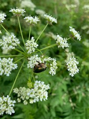 beetle on a flower