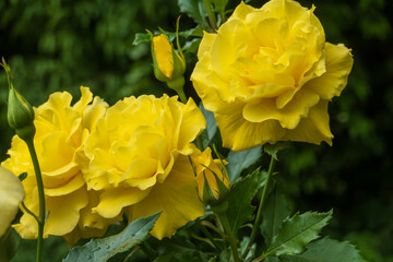 咲き誇る薔薇の花