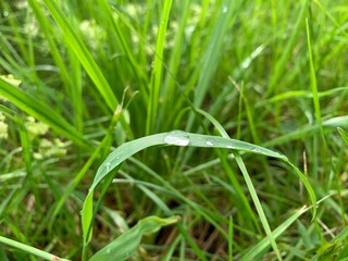 dew on grass