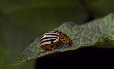 potato beetle