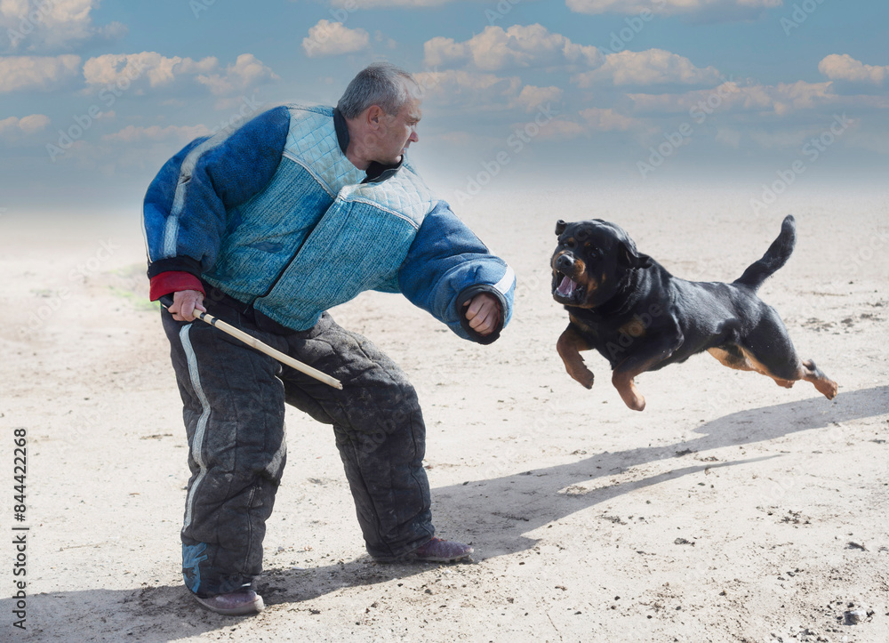 Sticker training of rottweiler