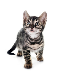 bengal kitten in studio