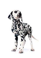 puppy dalmatian in studio