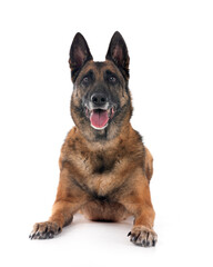 malinois in studio