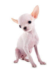 Fototapeta premium puppy chihuahua in studio