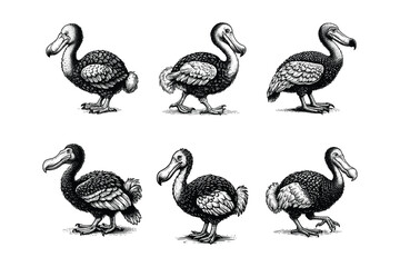 set of dodo bird illustration. hand drawn black and white dodo extinct bird vector illustration isolated white background © Nurjen