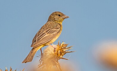 Black-headed Bunting (Emberiza melanocephala) migrates from Africa to Asia and Europe to breed in summer. It is a songbird.