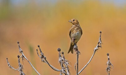 Corn Bunting (Emberiza calandra) is a songbird. It is common in Turkey.