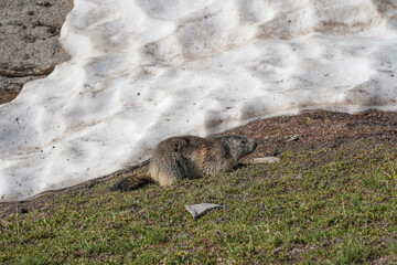 Marmot in the wild during our hike Tour du Mont Blanc.