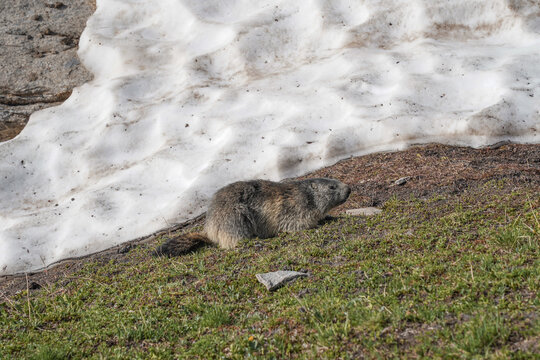 Marmot in the wild during our hike Tour du Mont Blanc.