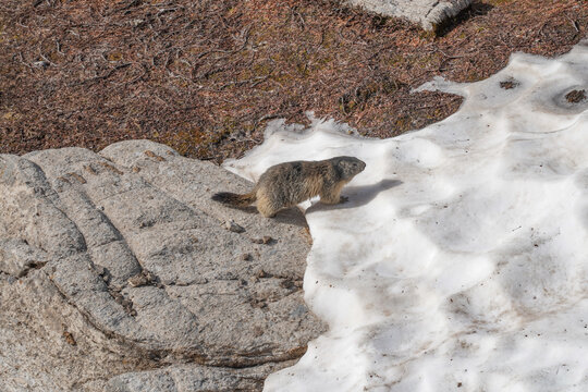 Marmot in the wild during our hike Tour du Mont Blanc.