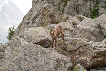 Impressive mountain goats in the wild during hiking the Tour du Mont Blanc. 