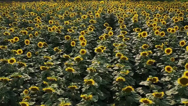 aerial shot of sunflower field, drone moves to the right side