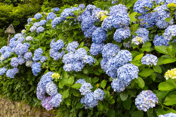 飛鳥山公園の紫陽花