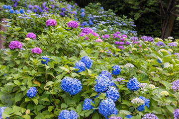 飛鳥山公園の紫陽花