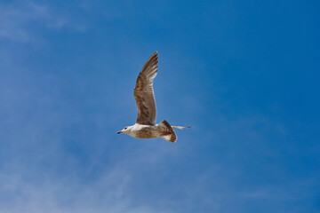Obraz premium Möwe im Flug vor strahlend blauem Himmel an der Ostsee, Freiheit und maritimes Flair im Ostseebad Rerik, Mecklenburg-Vorpommern, Deutschland