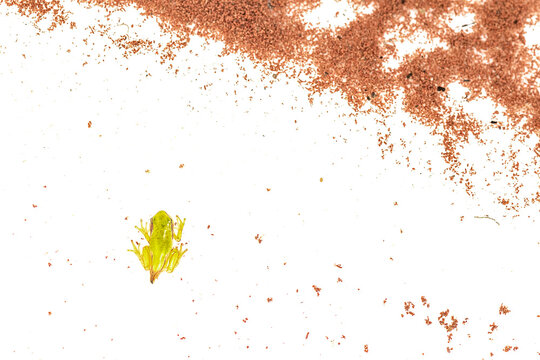 The Italian tree frog, aerial view in the wetlands (Hyla intermedia)