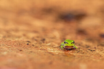 Face to face with young European tree frog (Hyla arborea)
