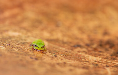 New life in the pond, the young European tree frog (Hyla arborea)