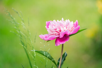 Beautiful Peony flowers in garden on daytime
