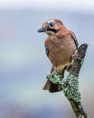 Sójka Garrulus glandarius
