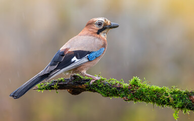 Sójka Garrulus glandarius
