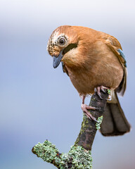 Sójka Garrulus glandarius © Slawomir