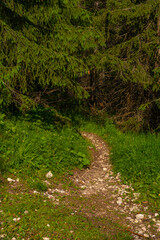 A path in a pine forest with beautiful sunlight