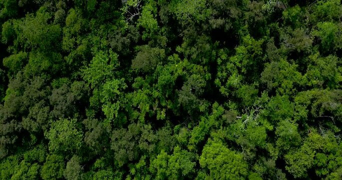 A drone glides above a winding river cutting through the heart of a dense jungle, capturing the scene in all its natural splendor. The river's crystal-clear waters shimmer as they weave through the lu