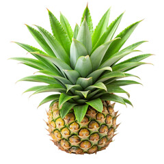 Pineapple leaves isolated on transparent background.